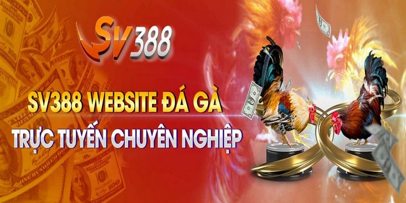Đá gà trực tiếp SV388 được quan tâm và săn đón nồng nhiệt